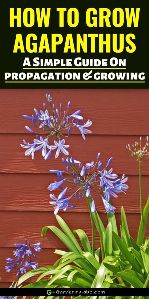 agapanthus propagation and growing