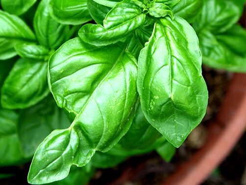 basil indoor plant