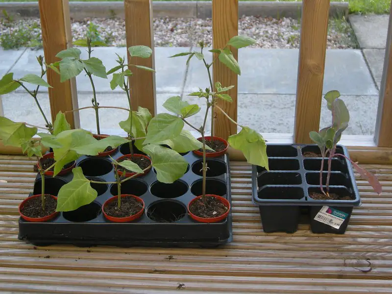 growing beans