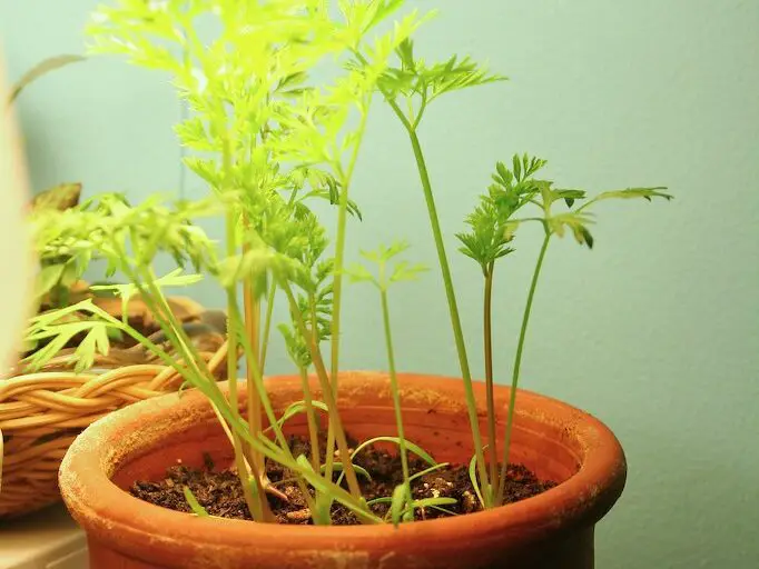 indoor garden carrot