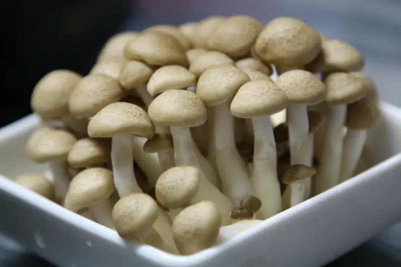 mushroom indoor plant