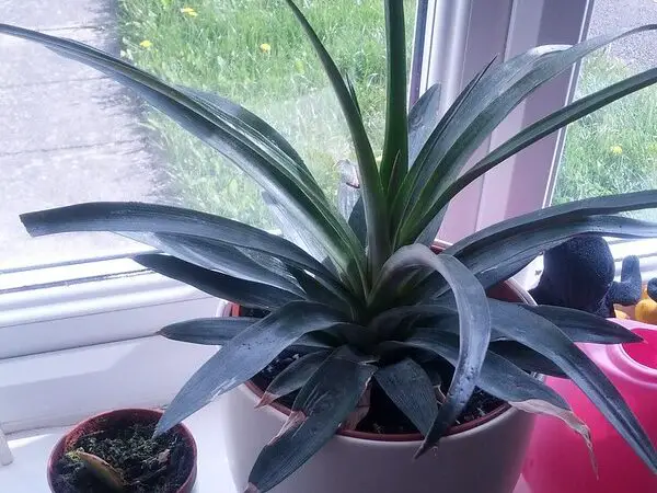 pineapple plant growing indoor