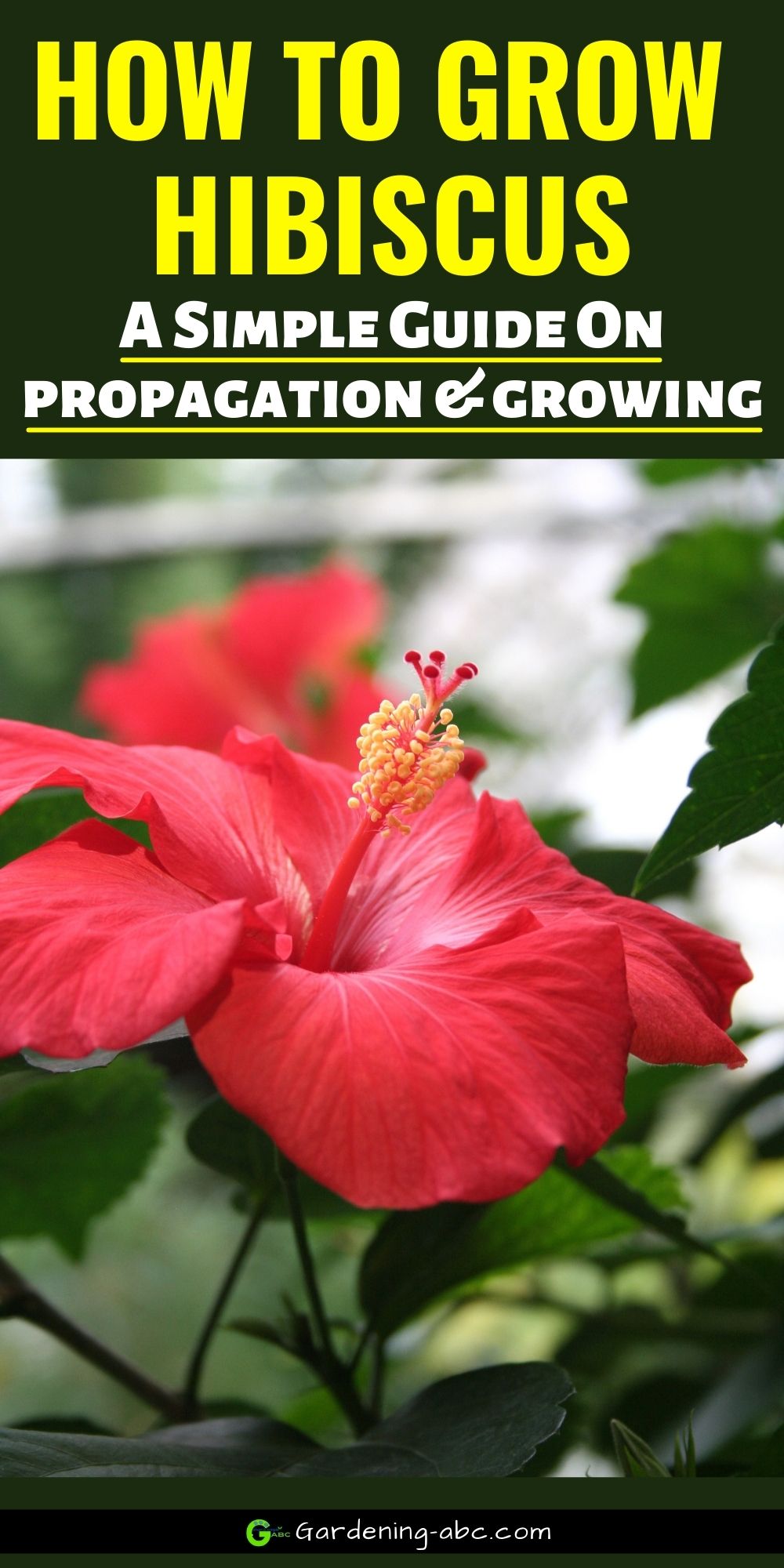 How-to-grow-hibiscus - Gardening ABC