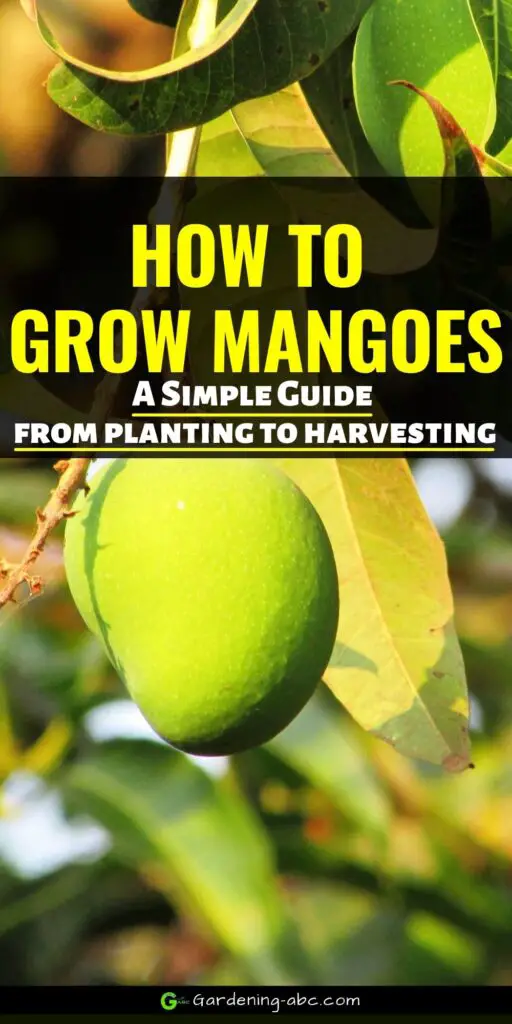 mango tree from seed to fruit