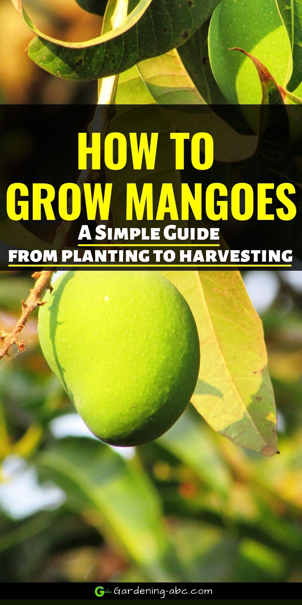 howtogrowmangoes Gardening ABC