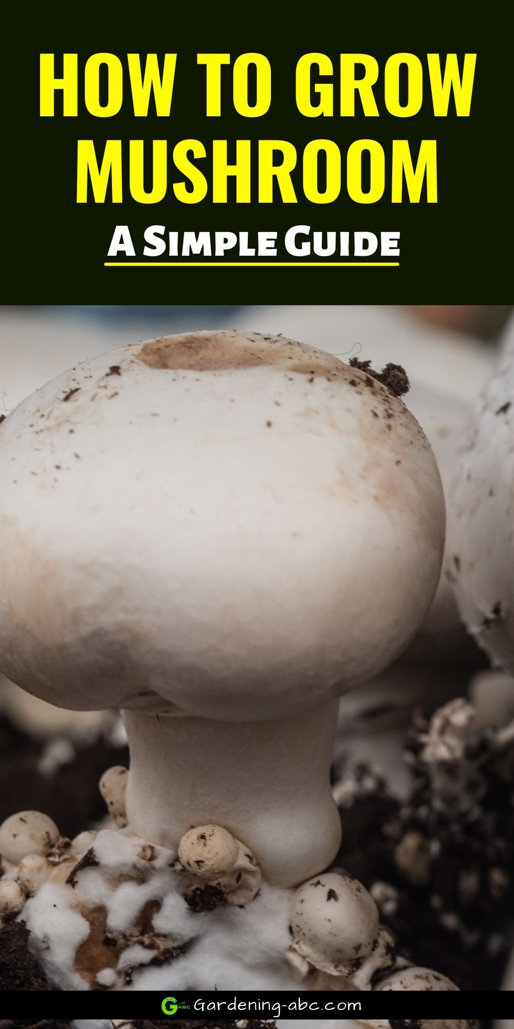 Growing Mushrooms At Home: A Simple Guide