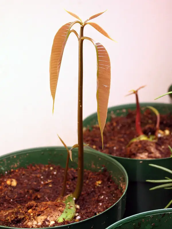 grow mango in pot