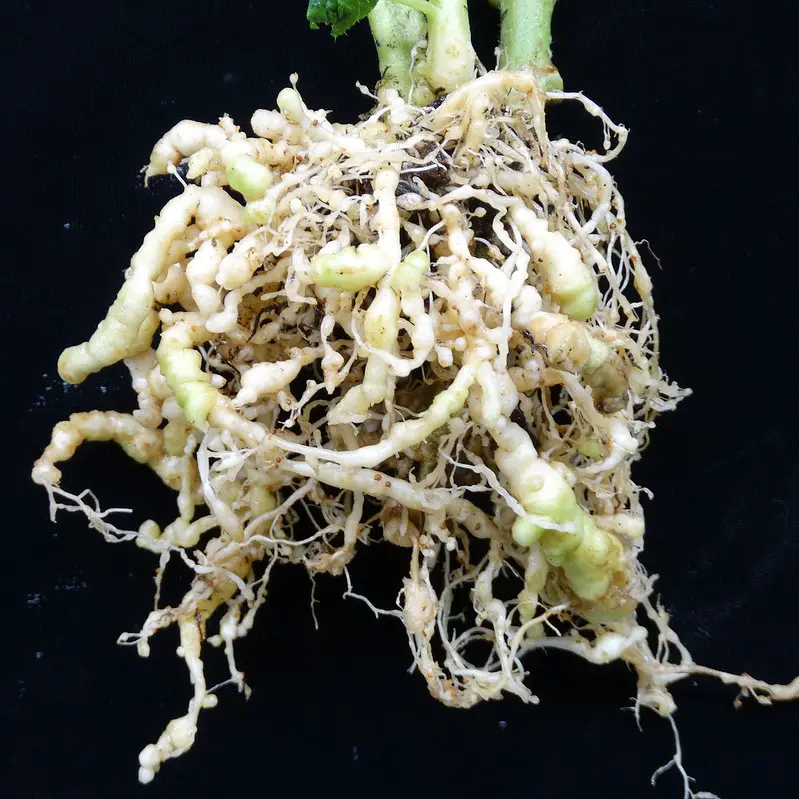 nematodes in tomato roots