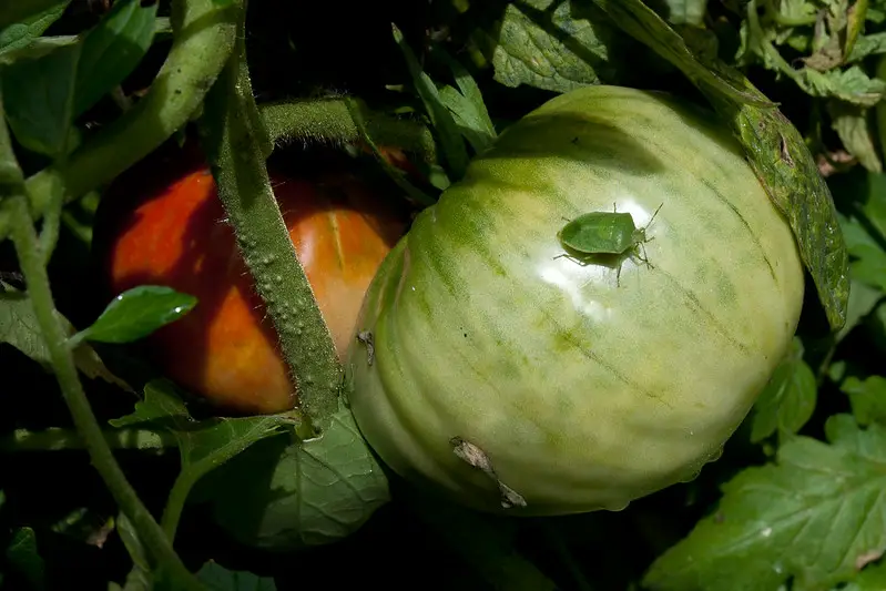 tomato pest Stink Bugs & Leaf-footed Bugs 