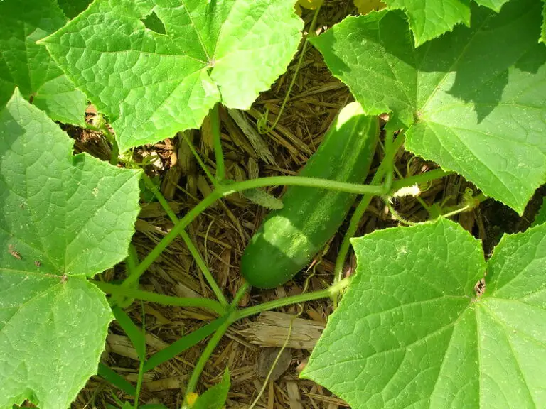 11 Companion Plants For Cucumbers That Will Boost Your Yield