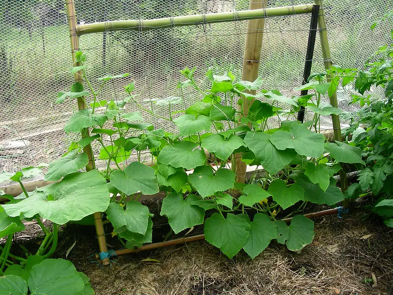 trellis for cucumbers