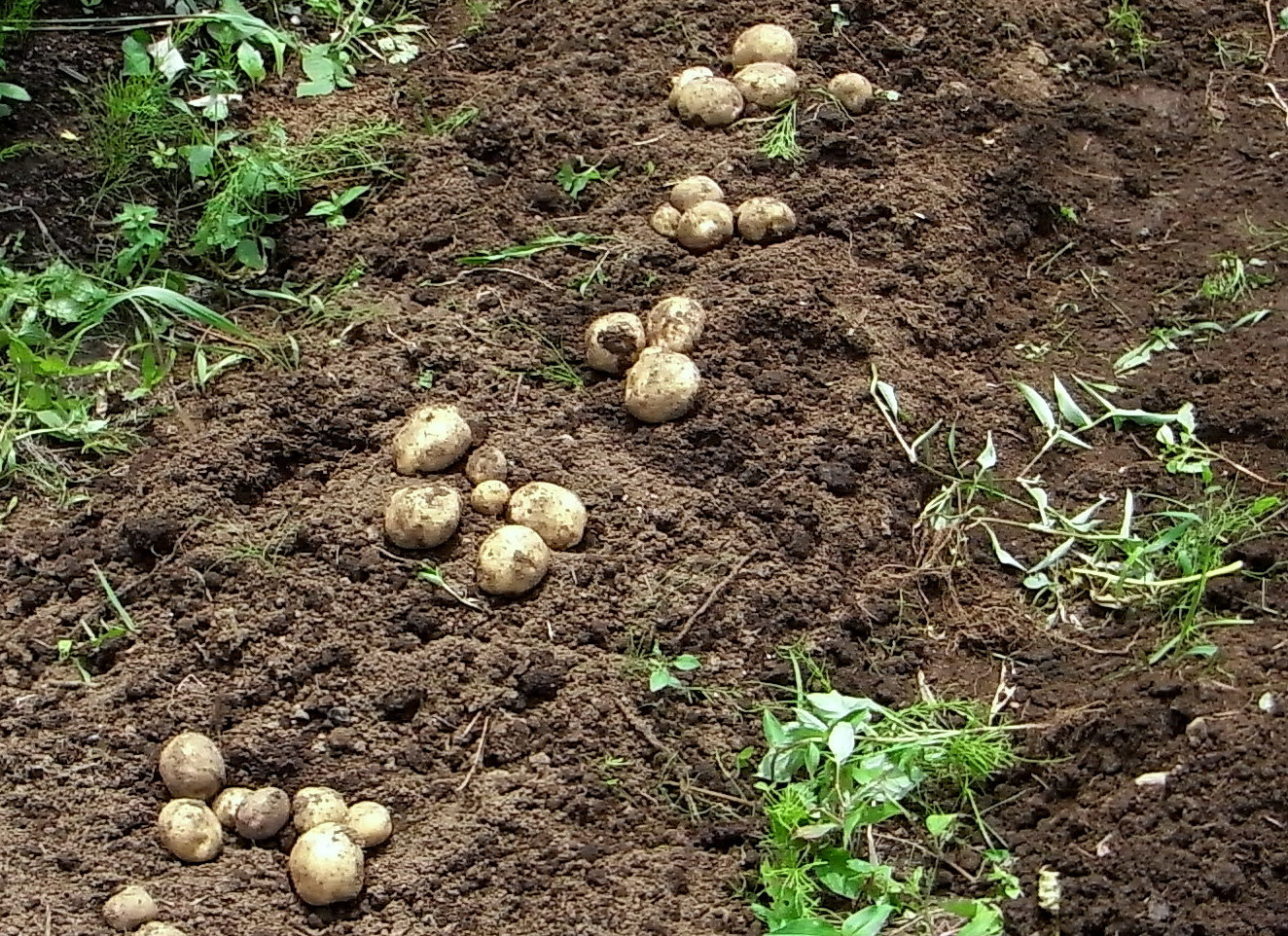 how to increase potato yield