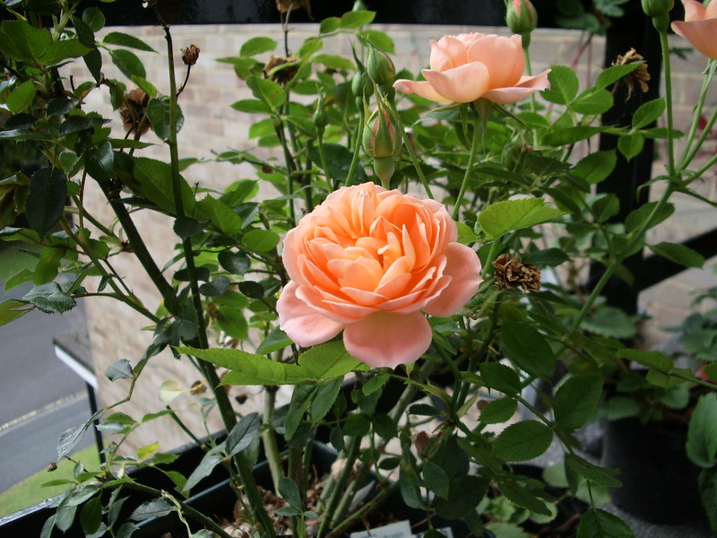 rose plant organic fertilizers