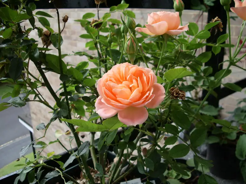 rose plant 