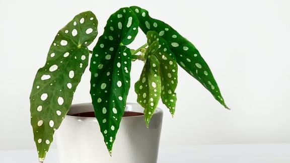 begonia maculata care tips