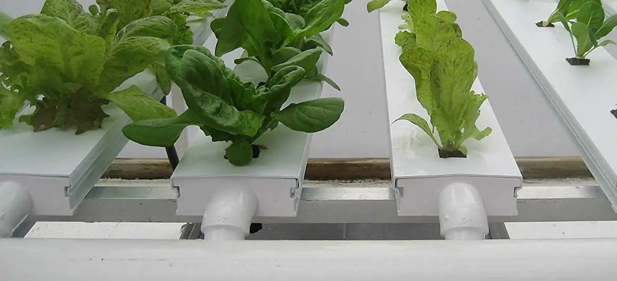nutrient film technique hydroponics