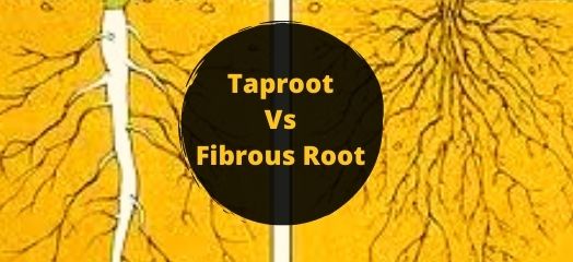 Taproot vs Fibrous Root: What Is The Basic Difference
