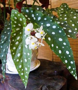 begonia maculata growing tips