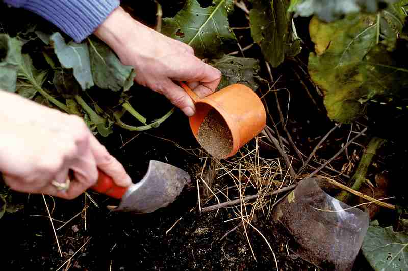 potato fertilizer