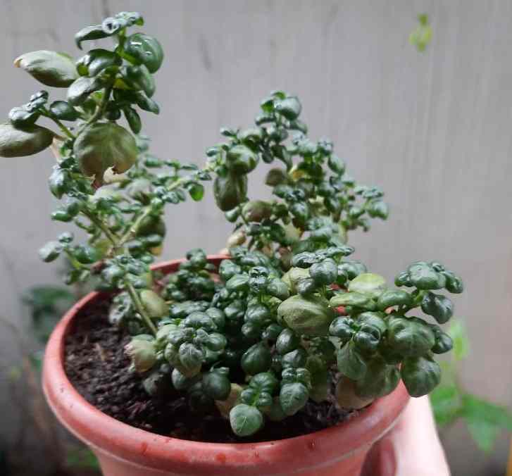 Bubble Plant Care:  A Complete Guide on Growing Bubble Plants Easily at Home