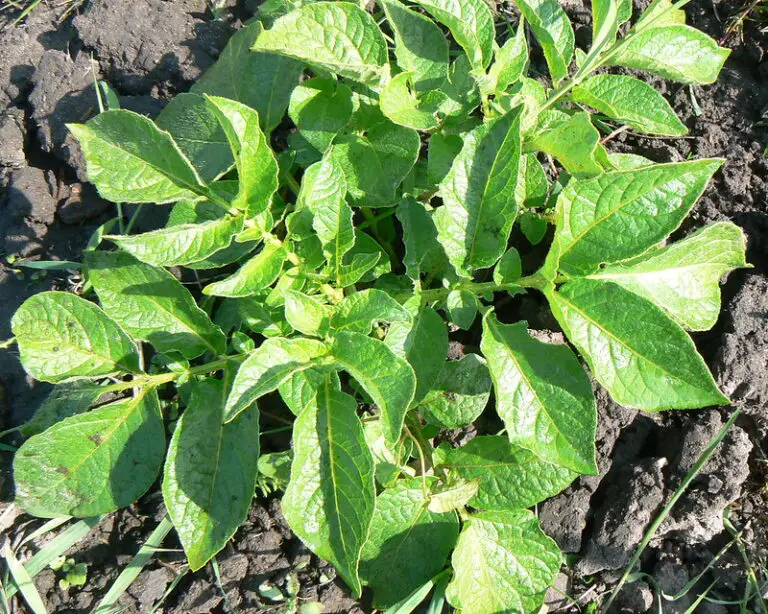 5 Reasons Why Are Your Potato Plants Falling Over