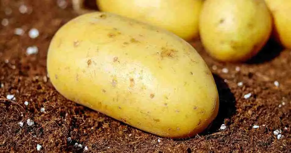 is potato a root or stem