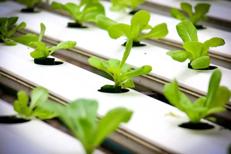 Nutrient Film Technique: Easily Build An NFT Hydroponic System At Home