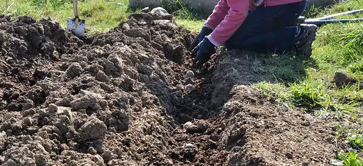 planting seed potatoes