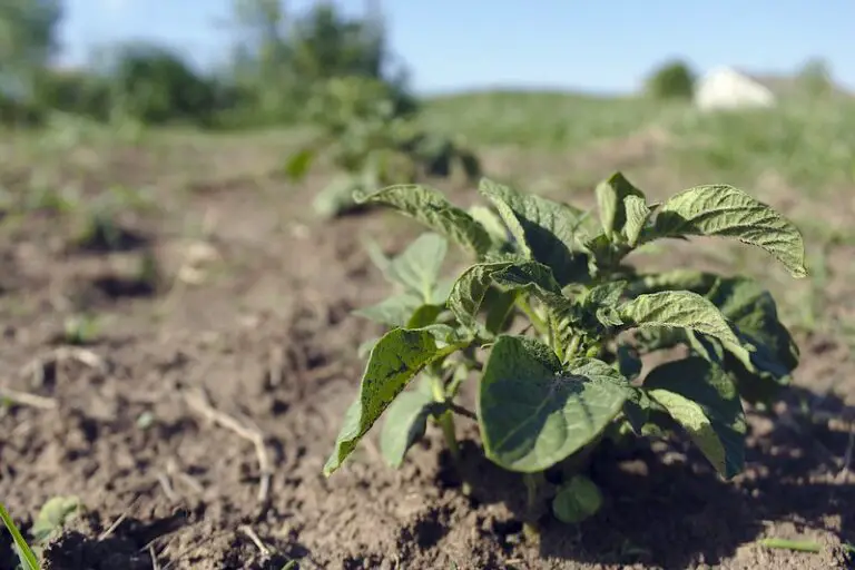 Potato Fertilizer For Higher Yields: How to Fertilize A Potato Plant.