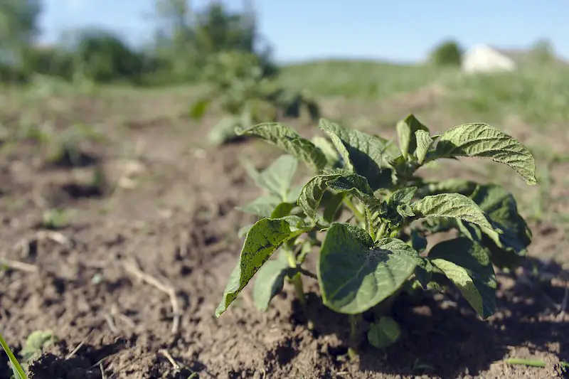 how to plant potatoes