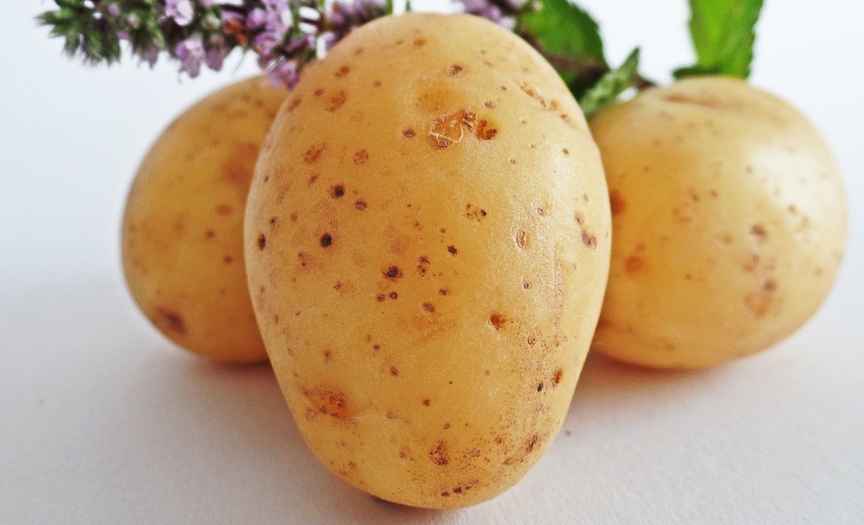 is potato a root