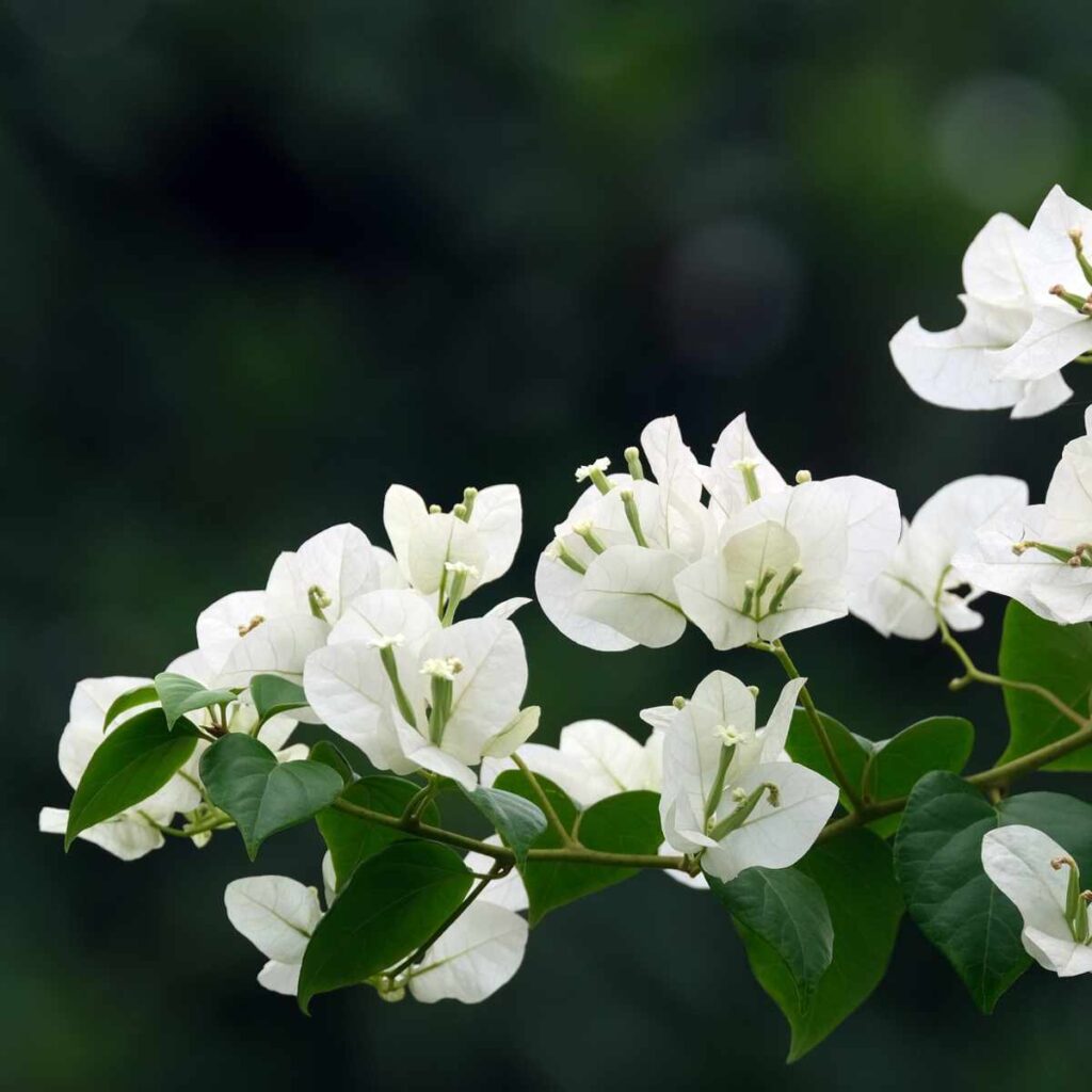 Bougainvillea flower