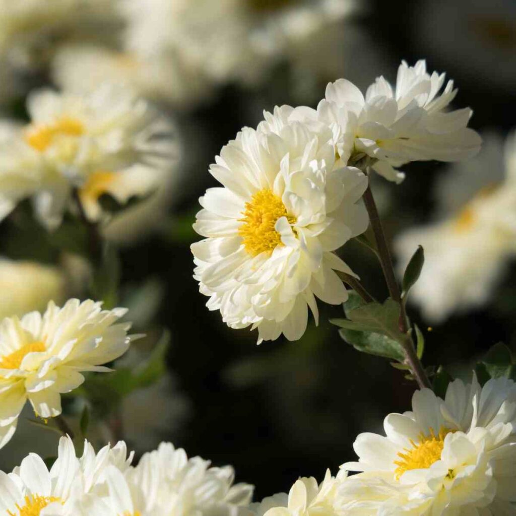 Chrysanthemum flower