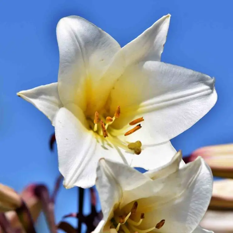 10 Most Popular Italian Flowers That You Can Grow In Your Garden