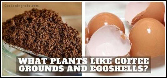 What Plants Like Coffee Grounds and Eggshells
