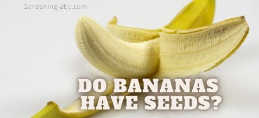 do bananas have seeds