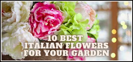 10 Most Popular Italian Flowers That You Can Grow In Your Garden