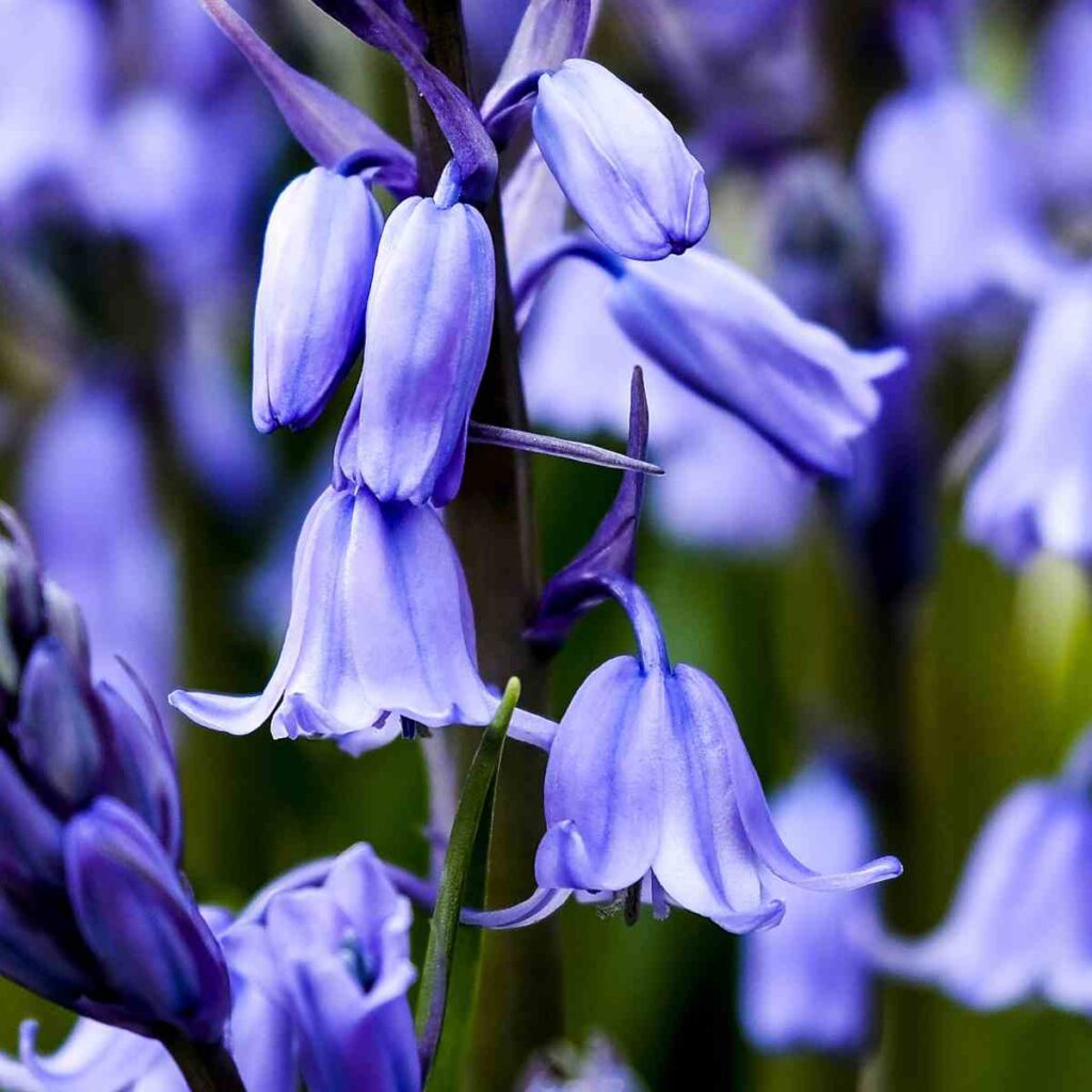 bluebell from Italy