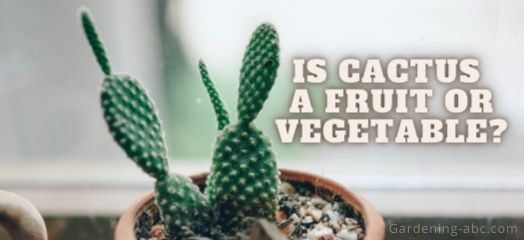 is cactus a fruit or vegetable