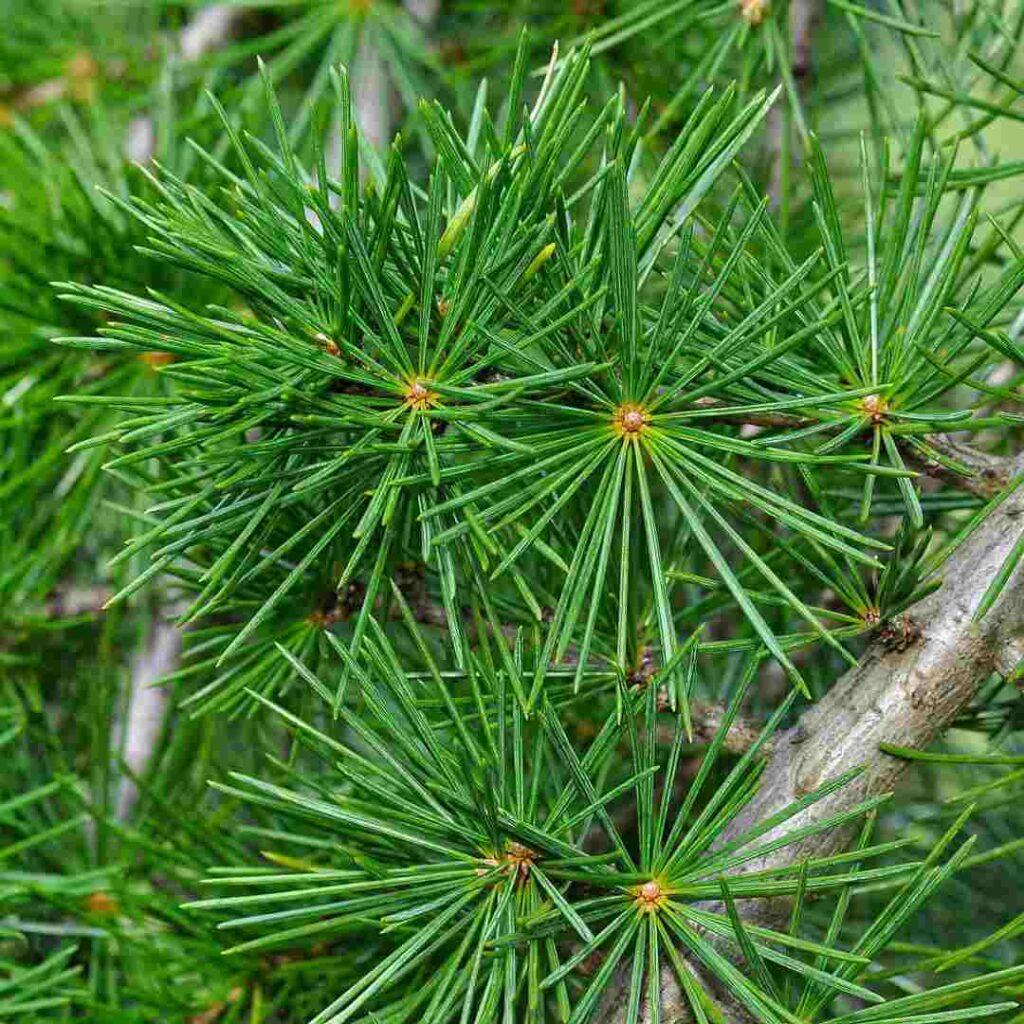 cedar tree cone bearing