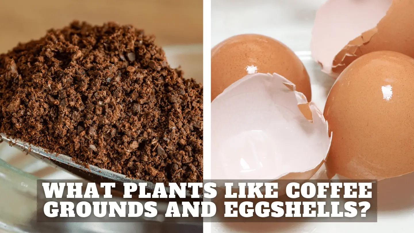 plants that like coffee ground and eggshell