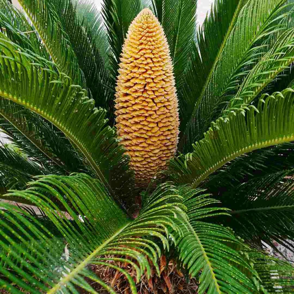 cone bearing cycas