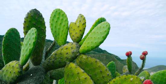 Is Cactus A Fruit or Vegetable? Can You Eat A Cactus