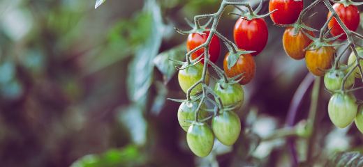 Basics Of Hydroponically Grown Tomatoes: How To Grow Tomatoes Without Soil