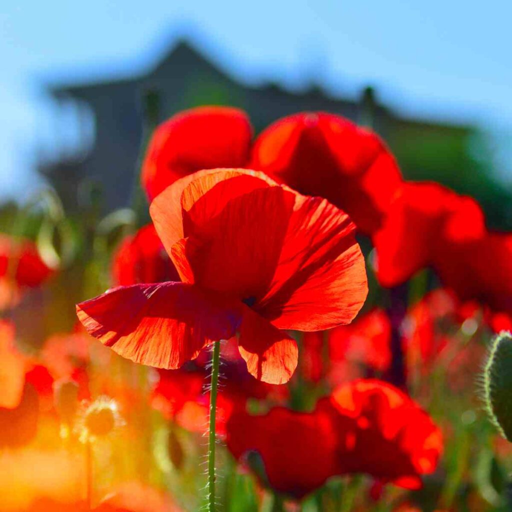 Italian poppies