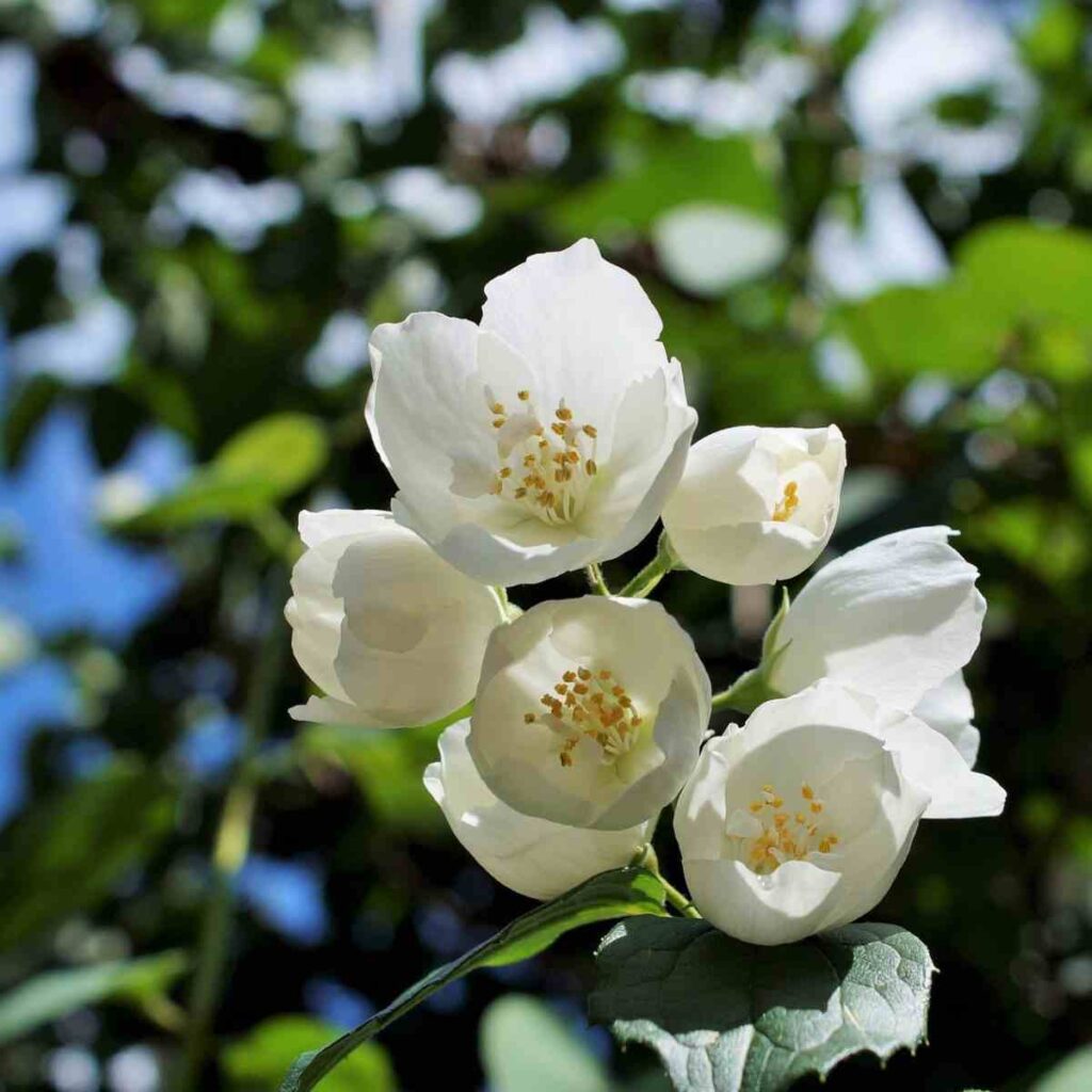 italian flower jasmine
