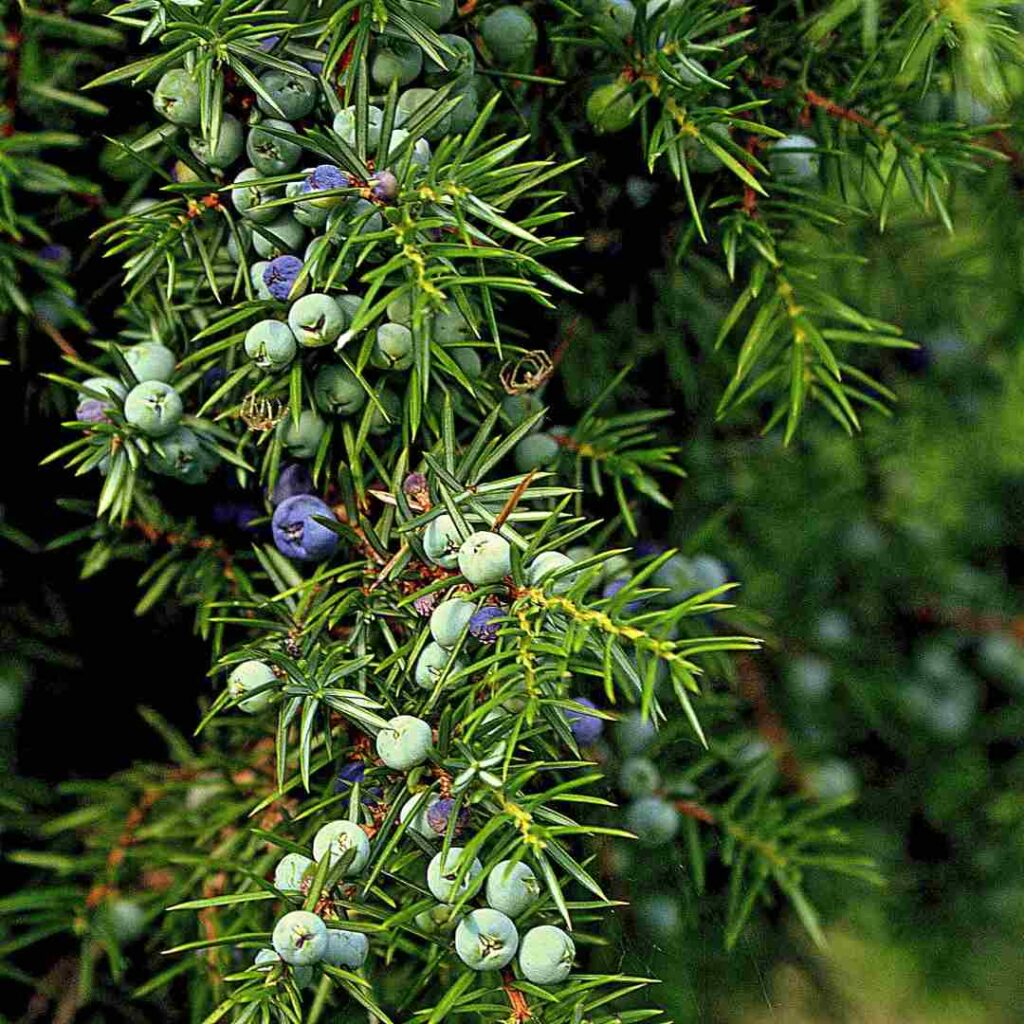 juniper trees