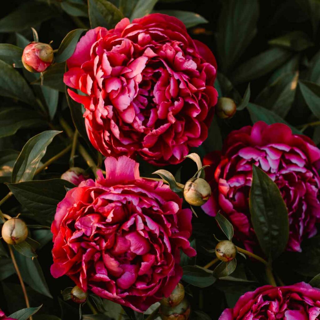 peonies italian flower