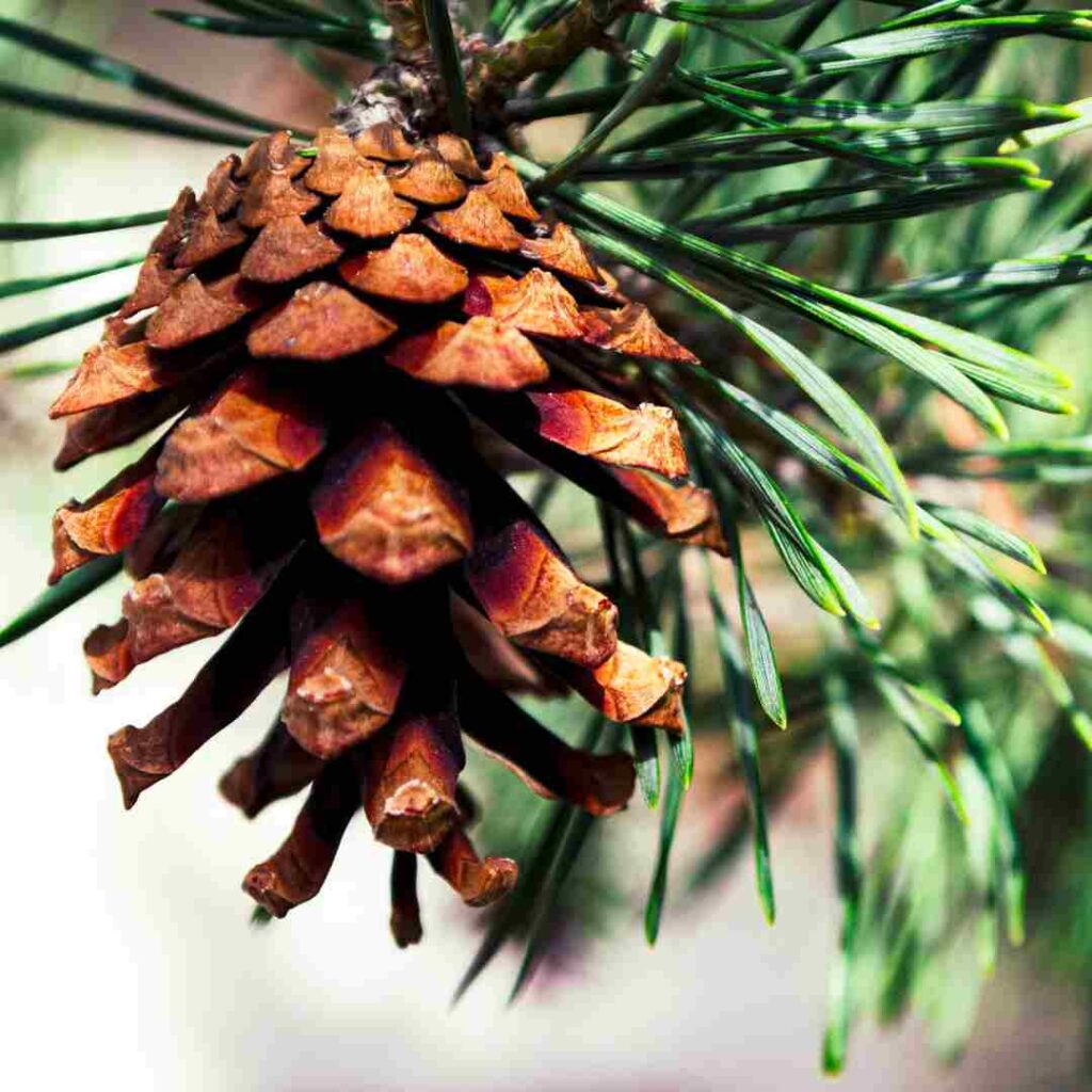 cone bearing pines