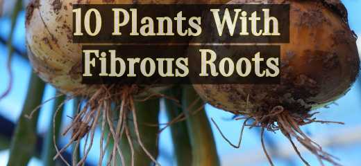 plant with fibrous root system